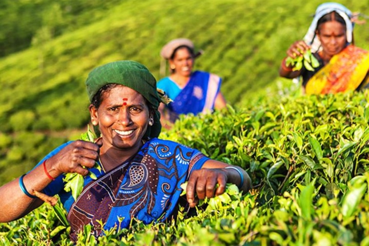 Lipton Partners with WE to Empower and Support Female Tea Farmers in Kenya