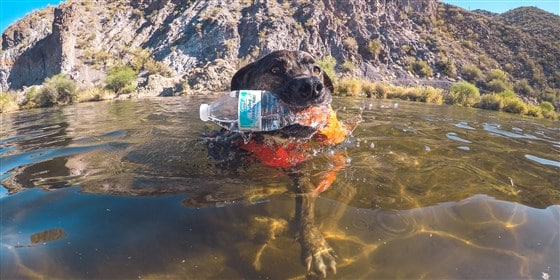 Chipper the Dog, On a Mission to Help Save Planet Earth