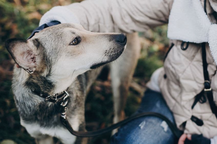 97 dogs get help during hurricane dorian