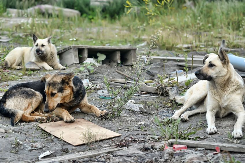 dog-lover-walks-around-Mexico-rescuing-hundreds-of-sick-and-injured-dogs