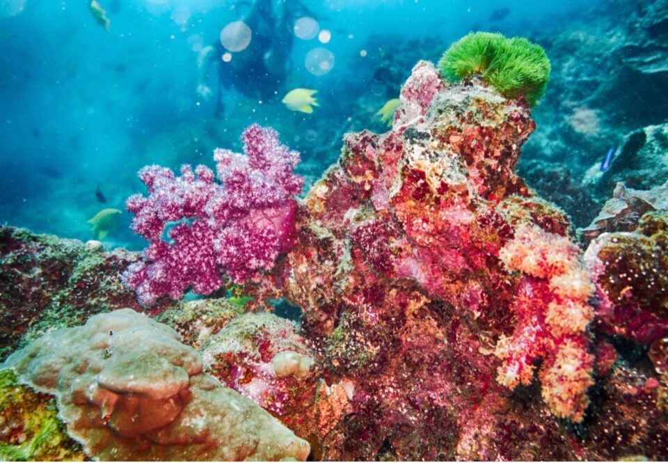 Why is Coral Reef Restoration Essential to the Eco-System?